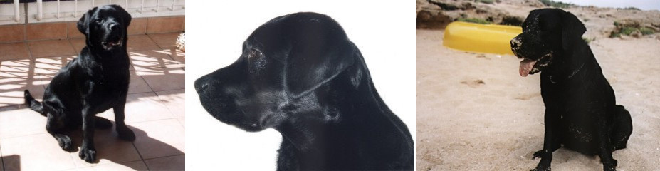Ivo
