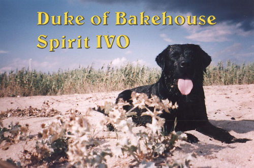 Ivo